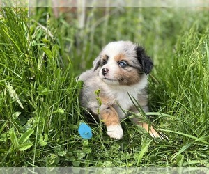 Miniature Australian Shepherd Puppy for sale in SILVER LAKE, IN, USA