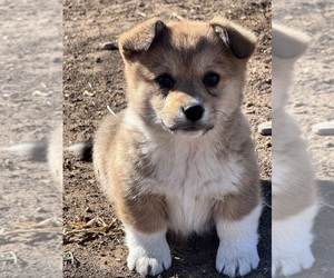 Pembroke Welsh Corgi Puppy for sale in MONTROSE, CO, USA