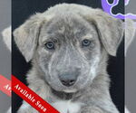 Small Catahoula Leopard Dog-Labrador Retriever Mix