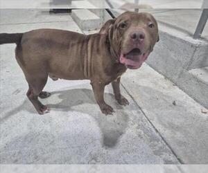 Mutt Dogs for adoption in Texas City, TX, USA