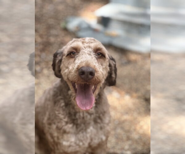 Medium Photo #3 Mutt Puppy For Sale in Yardley, PA, USA