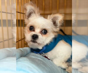 Peke-A-Poo Dogs for adoption in San Diego, CA, USA