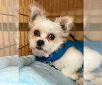 Small Peke-A-Poo