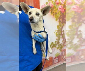 Chihuahua Dogs for adoption in San Bernardino, CA, USA