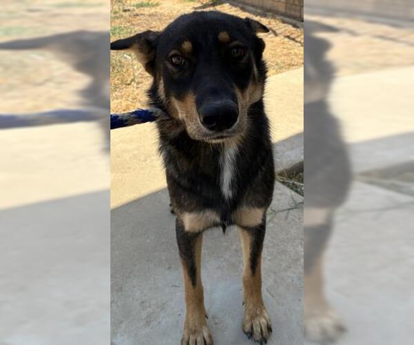 Medium Photo #1 German Shepherd Dog Puppy For Sale in Bakersfield, CA, USA