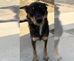 Small German Shepherd Dog