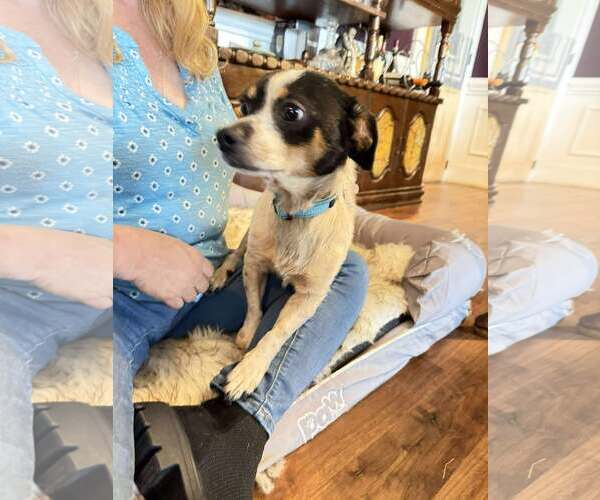 Medium Photo #3 Jack Chi Puppy For Sale in Holly Springs, NC, USA
