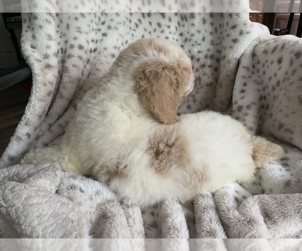 Medium Photo #7 Poodle (Standard) Puppy For Sale in DUNN, NC, USA