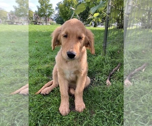 Golden Retriever Puppy for sale in ROSEBUSH, MI, USA