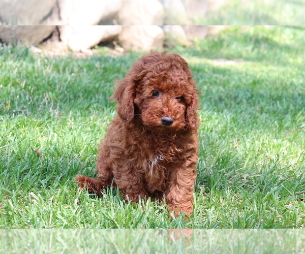 Medium Photo #4 Poodle (Miniature) Puppy For Sale in SHILOH, OH, USA