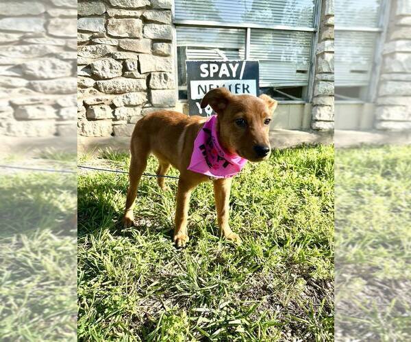 Medium Photo #3 Mutt Puppy For Sale in FRAMINGHAM, MA, USA