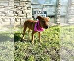 Small #2 Mutt