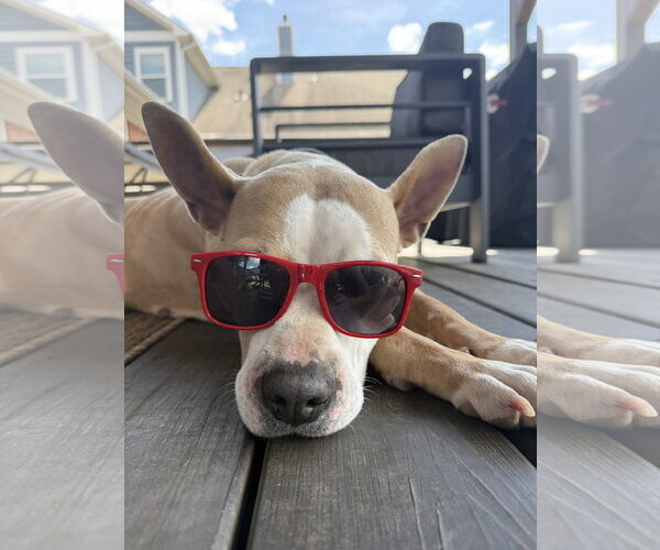 Medium Photo #7 American Staffordshire Terrier-Unknown Mix Puppy For Sale in HOUSTON, TX, USA