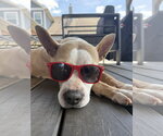Small #6 American Staffordshire Terrier Mix