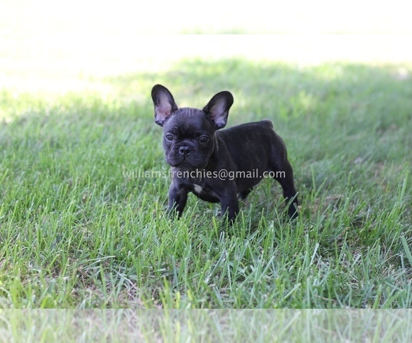Medium Photo #6 French Bulldog Puppy For Sale in CENTERVILLE, OH, USA