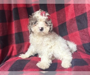 Poodle (Miniature) Puppy for sale in LAKELAND, FL, USA
