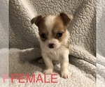 Small Photo #4 Chihuahua Puppy For Sale in BLUE SPRINGS, MO, USA
