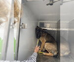 Small German Shepherd Dog