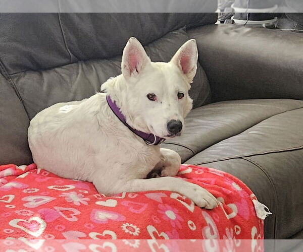 Medium Photo #9 Mutt Puppy For Sale in Lakewood, CO, USA