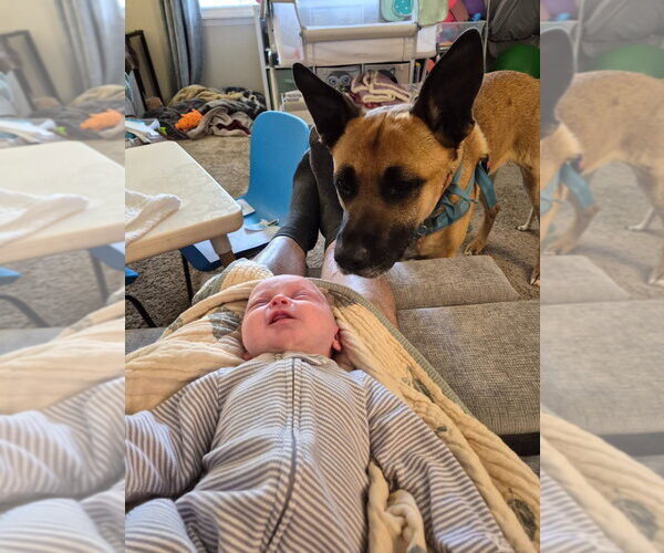 Medium Photo #14 German Shepherd Dog Puppy For Sale in Minneapolis, MN, USA