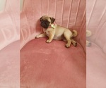 Small Photo #1 Pug Puppy For Sale in PHOENIX, AZ, USA
