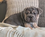 Small Photo #38 French Bulldog Puppy For Sale in GOSHEN, IN, USA