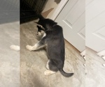 Small #10 Siberian Husky