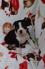 Boston Terrier Puppy for sale in WEST LIBERTY, KY, USA