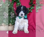 Small #2 Bernedoodle-Poodle (Standard) Mix