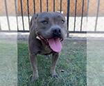 Small #1 American Pit Bull Terrier Mix