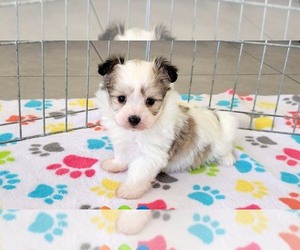 Papitese Puppy for sale in ORO VALLEY, AZ, USA