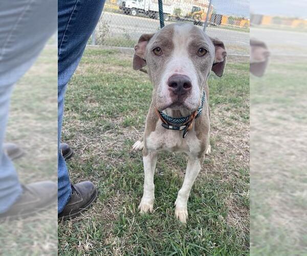 Medium Photo #1 American Pit Bull Terrier Puppy For Sale in Corpus Christi, TX, USA