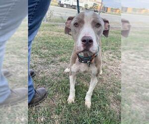 American Pit Bull Terrier Dogs for adoption in Corpus Christi, TX, USA