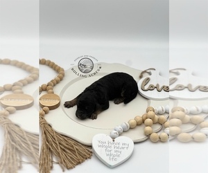 Goldendoodle Puppy for sale in MARYVILLE, MO, USA