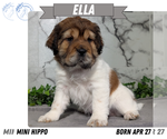 Small Photo #13 Cocker-Pei Puppy For Sale in GOSHEN, IN, USA