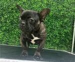 Small Photo #25 French Bulldog Puppy For Sale in PORTLAND, ME, USA