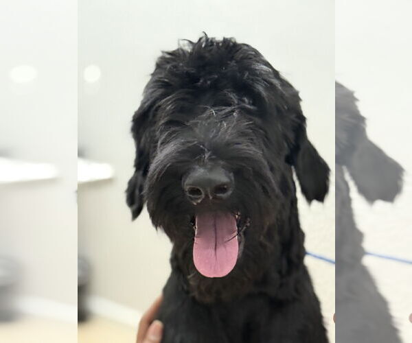 Medium Photo #2 Mutt Puppy For Sale in Valrico, FL, USA