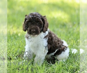 Cock-A-Poo Puppy for sale in RONKS, PA, USA