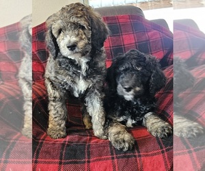 Saint Berdoodle Puppy for sale in FRUITLAND, ID, USA