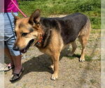 Small #1 German Shepherd Dog Mix