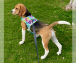 Small #3 Beagle Mix