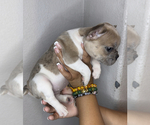 Puppy 2 French Bulldog