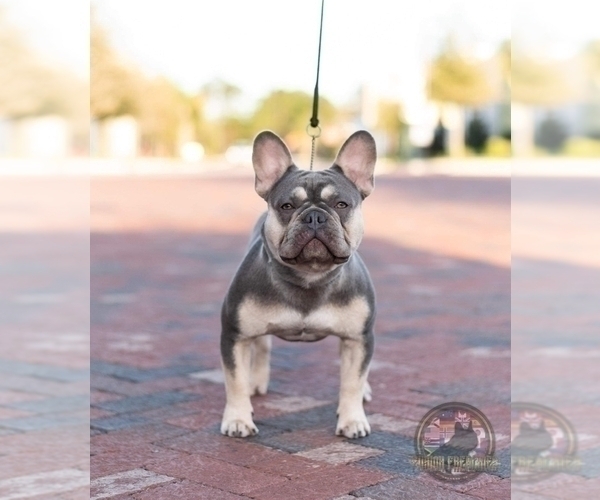 Medium Photo #1 French Bulldog Puppy For Sale in TOOELE, UT, USA