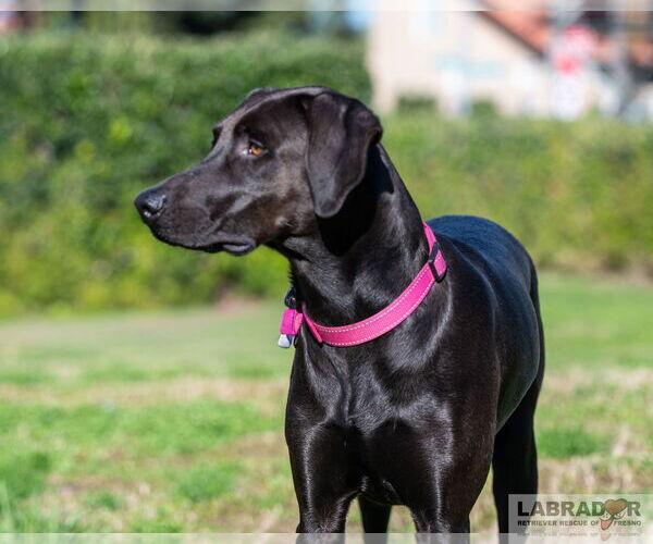 Medium Photo #4 Labrador Retriever-Unknown Mix Puppy For Sale in Clovis, CA, USA