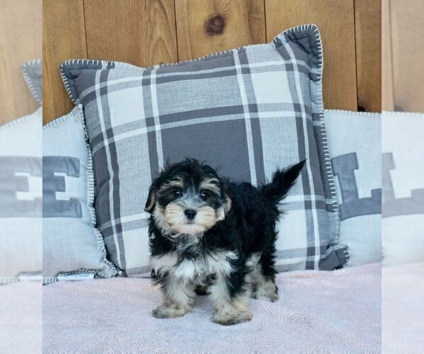 Medium Photo #6 Maltese-Morkie Mix Puppy For Sale in WARSAW, IN, USA