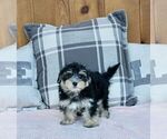 Small Photo #6 Maltese-Morkie Mix Puppy For Sale in WARSAW, IN, USA