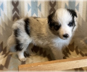 Shetland Sheepdog Puppy for sale in FORT MORGAN, CO, USA