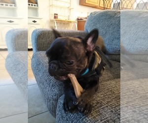French Bulldog Puppy for sale in JACKSONVILLE, FL, USA