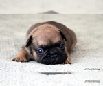 Small Photo #3 French Bulldog Puppy For Sale in WINNSBORO, TX, USA