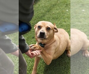 Crosby - Female Labrador Retriever-Unknown Mix Dog for Adoption - Photo #3